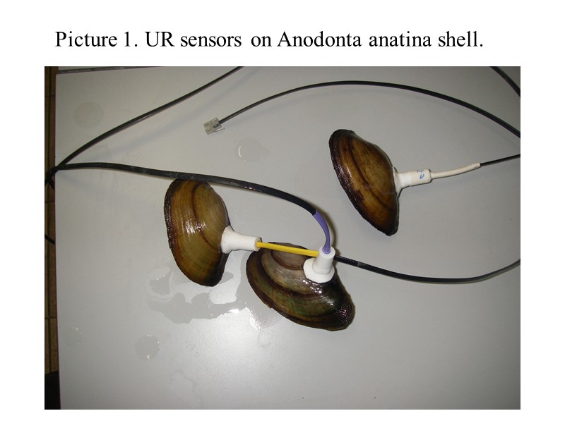 Picture 1. UR sensors on Anodonta anatina shell.